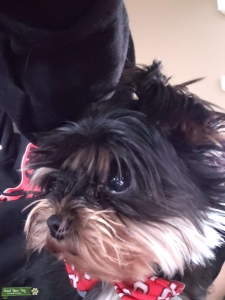 Stud dog available  Listing Image