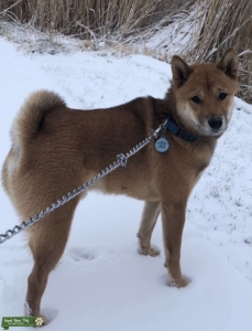 Intelligent & Striking Red AKC Registered Male Shiba Inu STUD Listing Image