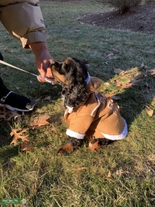 Cocker Spaniel  Listing Image