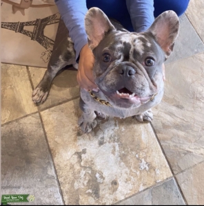 Blue Merle French Bulldog  Listing Image