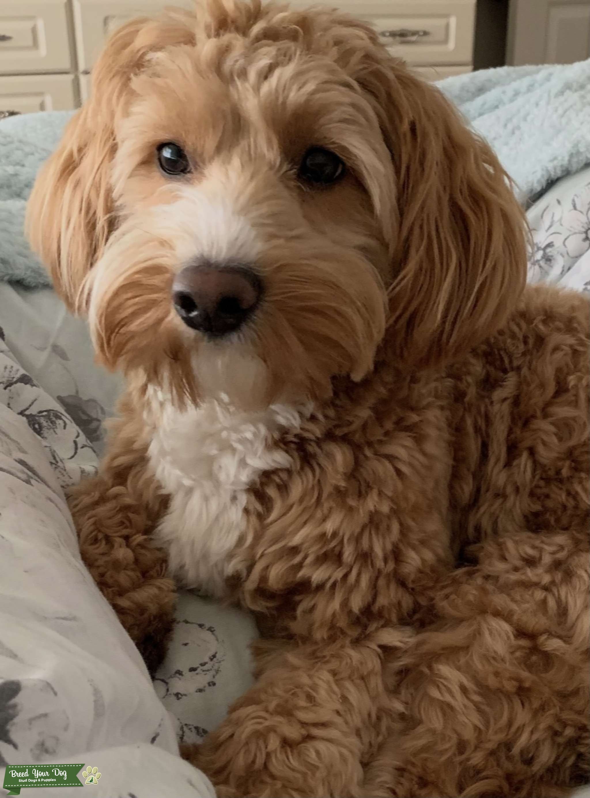 Toy Cavapoo stud Stud Dog in West Midlands , the United States