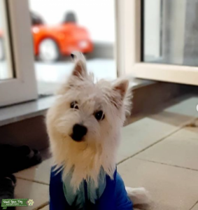 westie Female needs a stud Listing Image