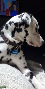 Registered Dalmatian Stud Listing Image