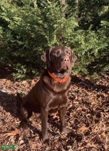 AKC Chocolate Labrador Retriever Listing Image