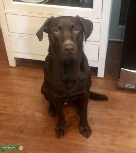 Chocolate Lab Stud - 1 Year Old has Silver Gene Listing Image