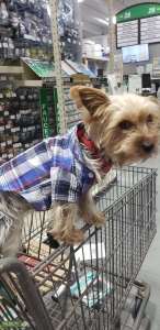 Yorkshire Terrier Listing Image