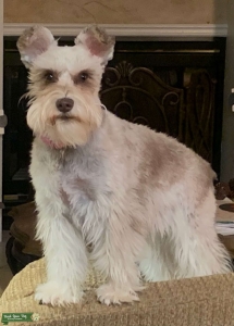 Miniature Schnauzer Listing Image