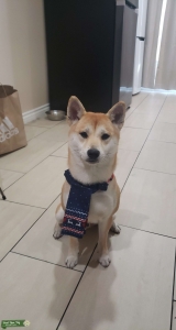 Red Shiba Inu Stud Looking For a Girfriend Listing Image