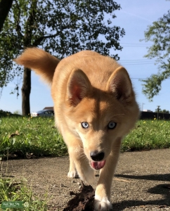 FEMALE POMSKY LOOKING FOR STUD  Listing Image