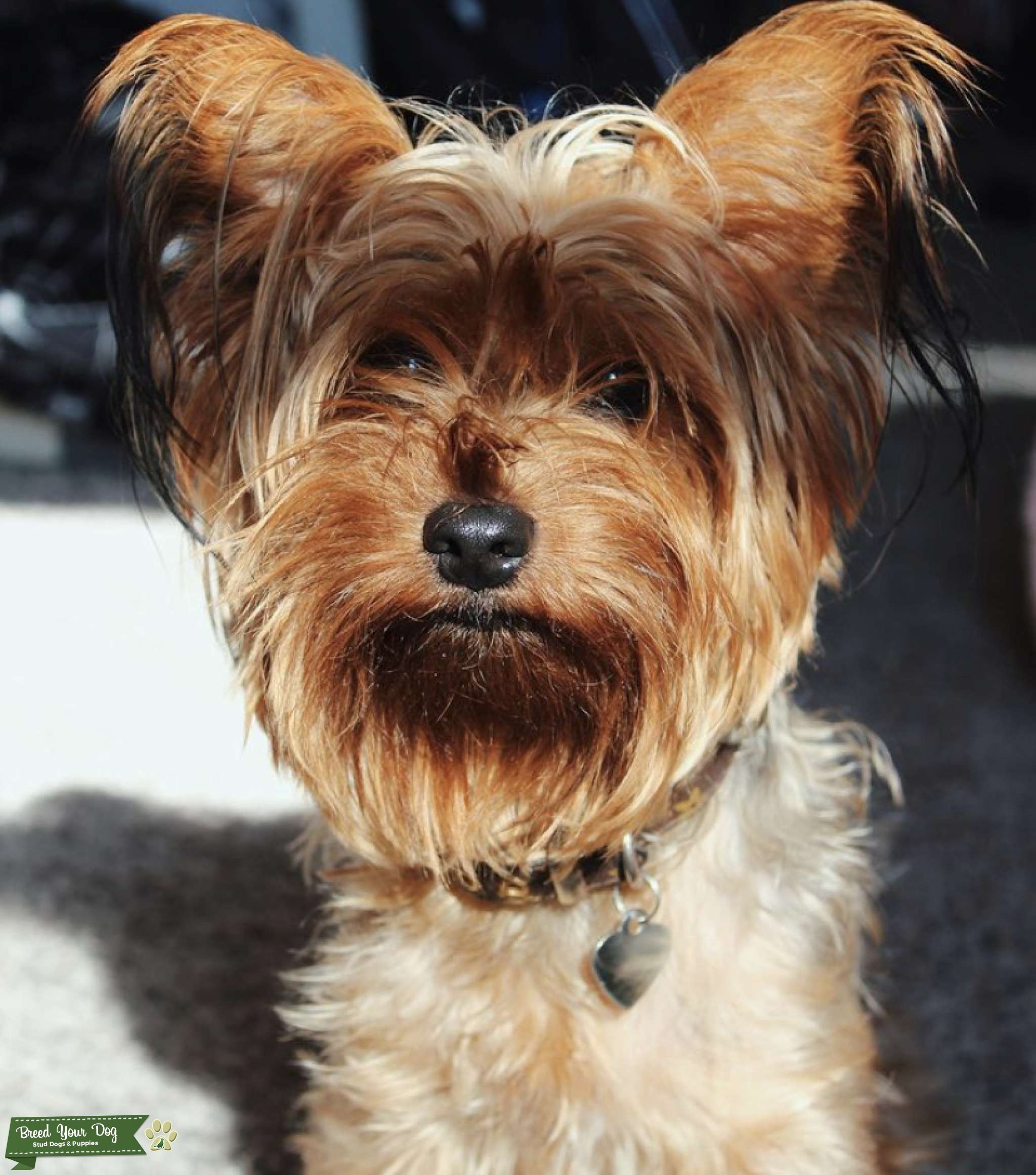 CKC PUREBRED YORKIE STUD Stud Dog in Texas, the United States Breed