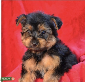 ckc yorkie