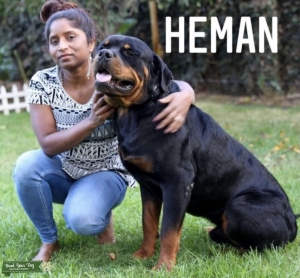Heman the Rotty Stud Los Angeles Listing Image