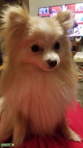 Cream Pomeranian Stud Listing Image