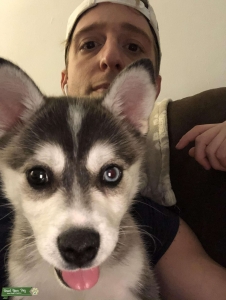 Alaskan Klee Kai - 13 pounds - Bi-Colored eyes - PERFECT MATE Listing Image