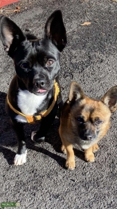 Truly unique father/son chihuahuas  Listing Image