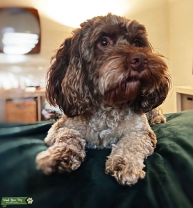 F1 Chocolate Merle Stud - Cockapoo Listing Image