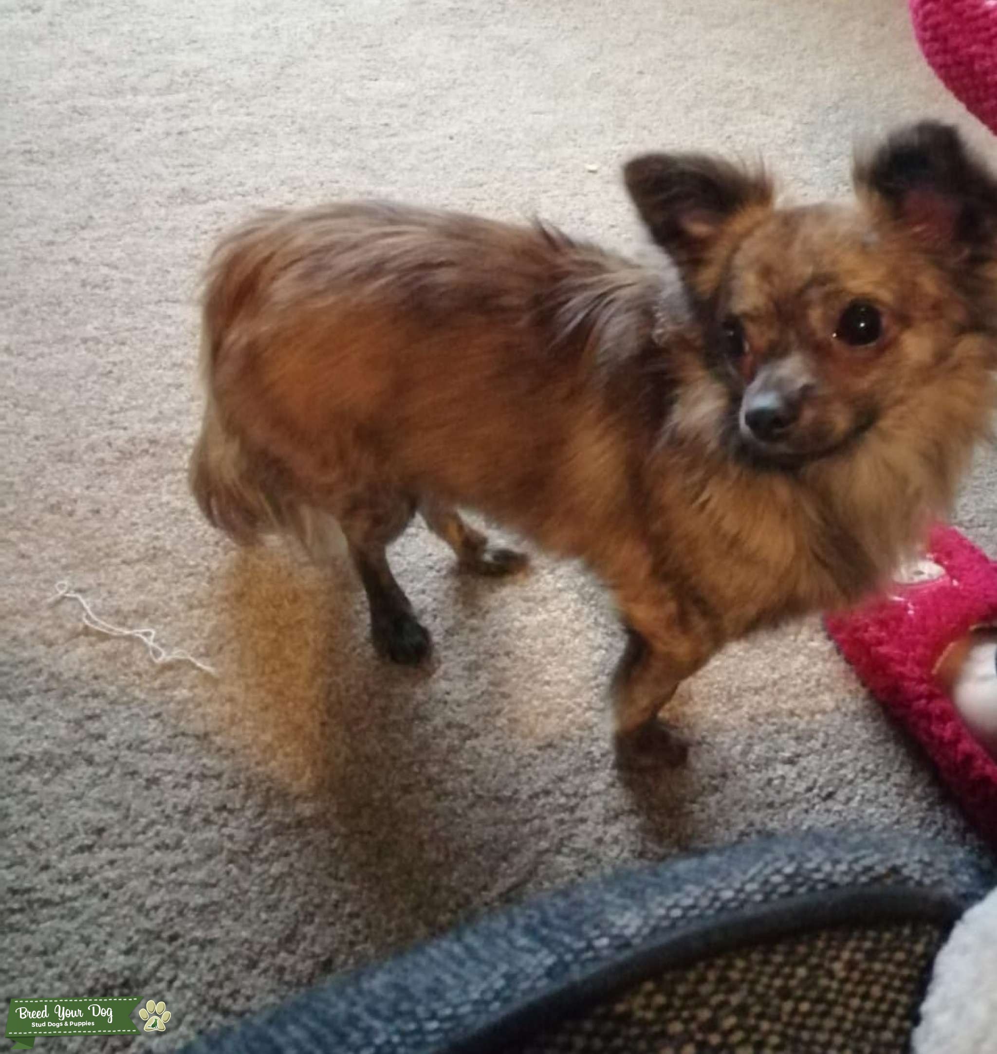 Stud Dog Male long hair brindle for stud Breed Your Dog