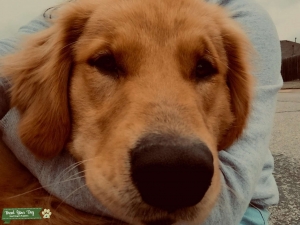Dark Golden Retriver  Listing Image