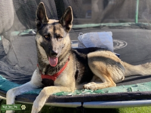 Looking for husky stud/crossbreed  Listing Image