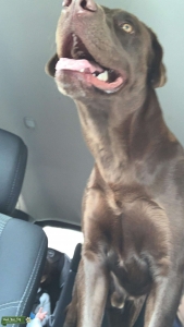 Chocolate Lab  Listing Image