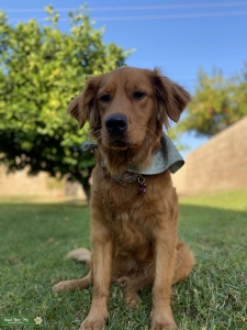 Beautiful Golden looking for golden or poodle stud! Listing Image