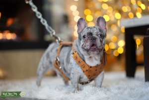Lilac Merle Micro Frenchie  Listing Image