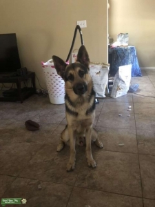 German Shepard available for stud Listing Image