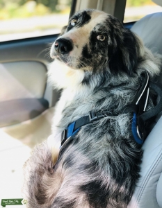 Blue Merle Border Collie Listing Image