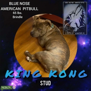 Blue Nose Brindle APT Listing Image