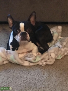Tuxedo Boston Terrier Listing Image