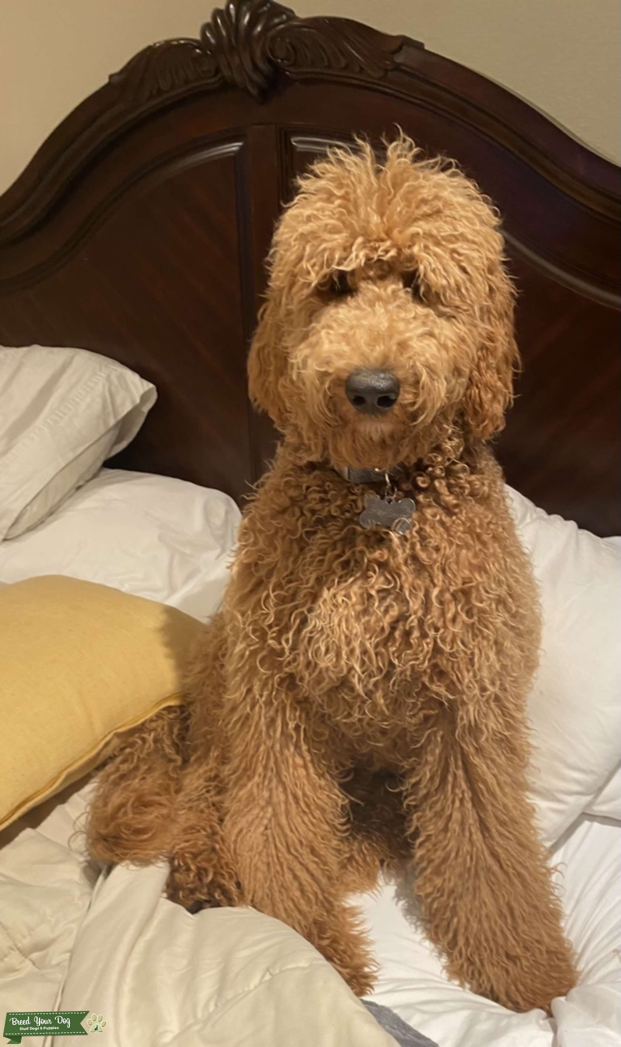 stud-service-stud-dog-in-san-diego-the-united-states-breed-your-dog