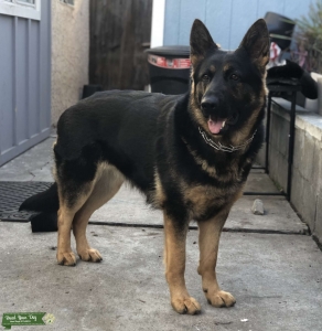 Looking for male GSD Listing Image