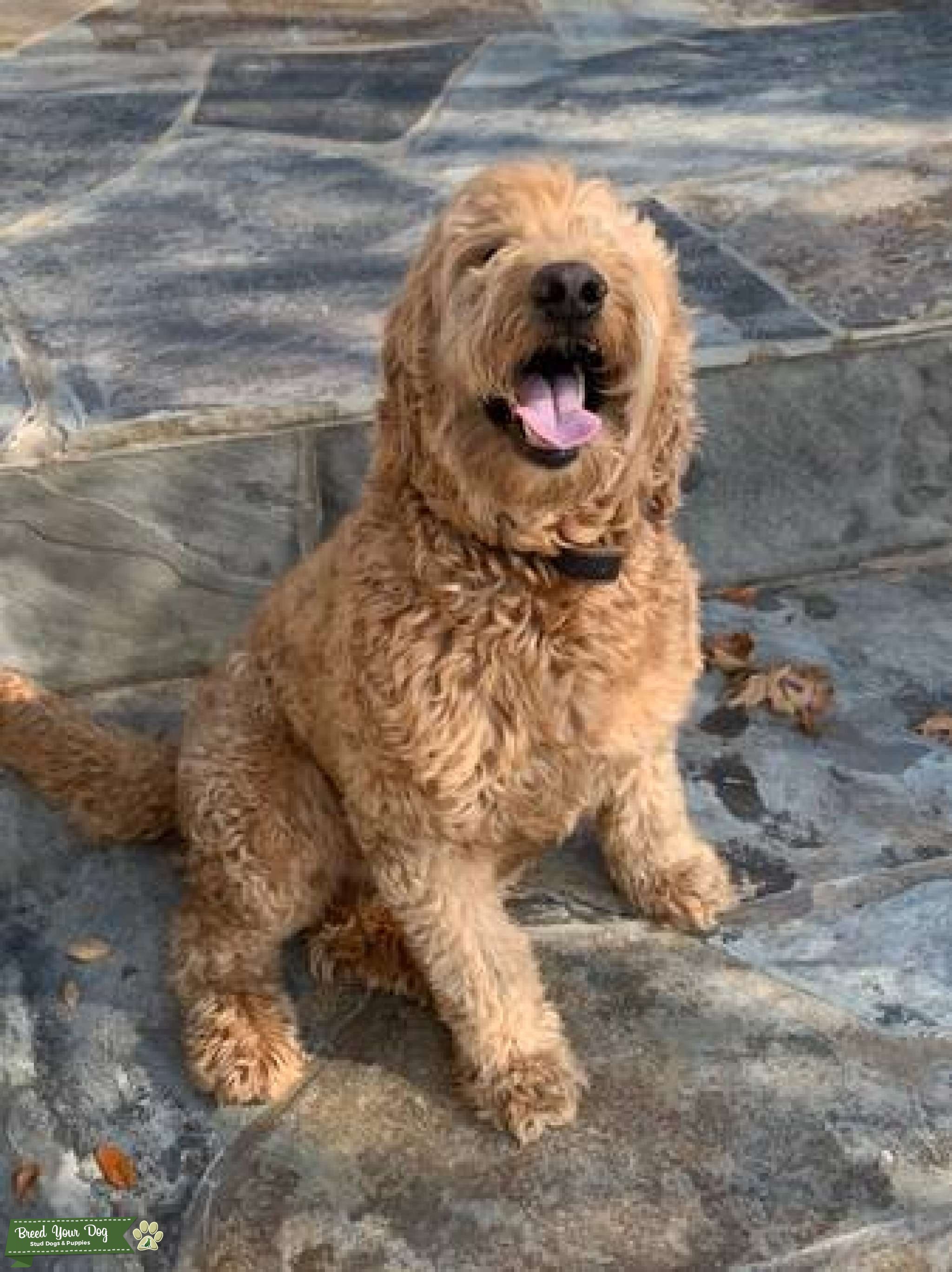 Proven F1b Golden doodle/goldendoodle stud health, breed