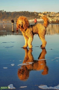 RB1 Goldendoodle Listing Image