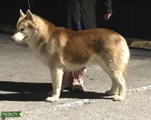 AKC Siberian Husky STUD Listing Image