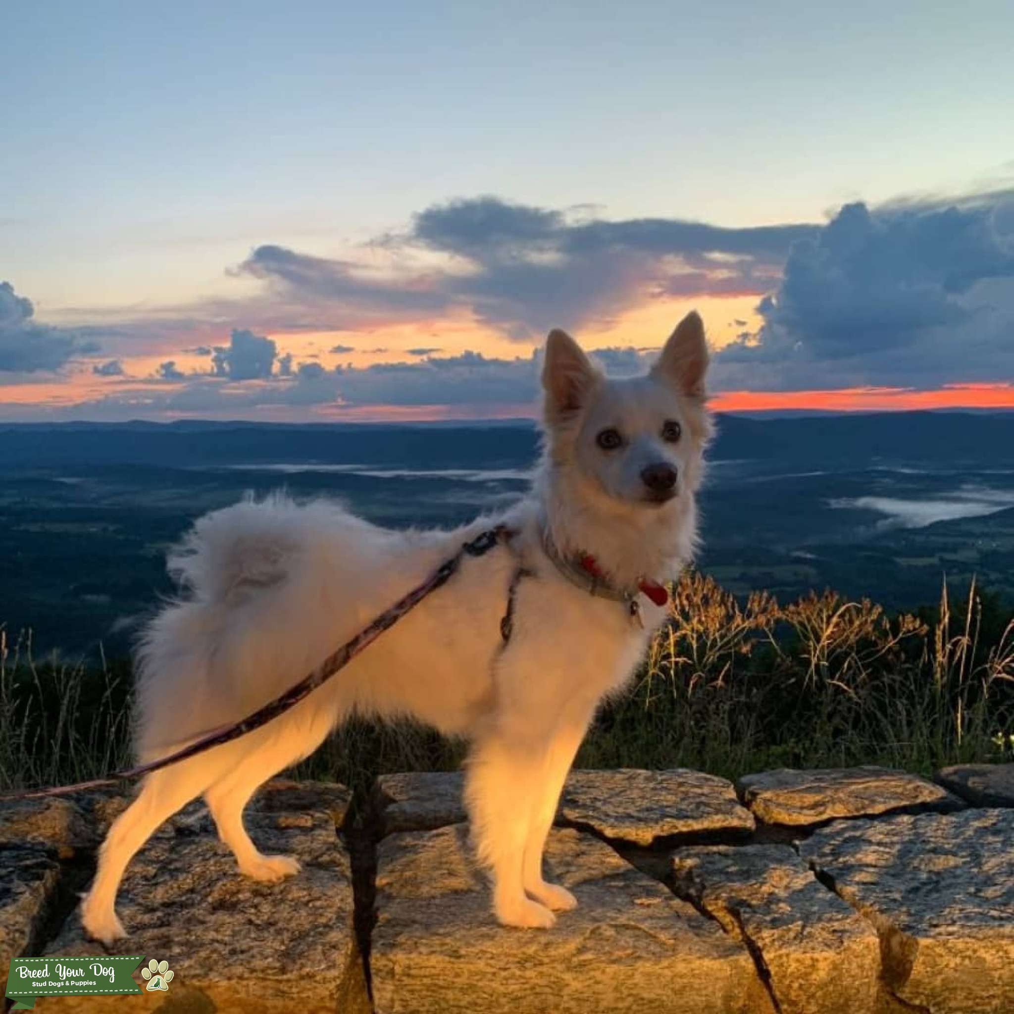 Alaskan eskimo mix Stud Dog VA Breed Your Dog