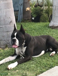AKC SEALED BOXER Listing Image