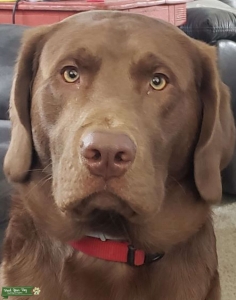 Labrador Stud (Chocolate, AKC) Listing Image