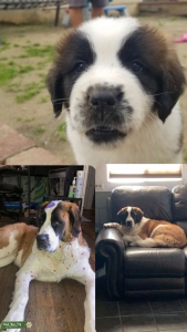 St. Bernard female  Listing Image