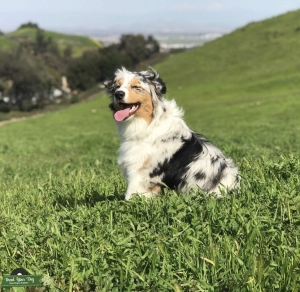 Australian Shepherd female Blue merle  Listing Image