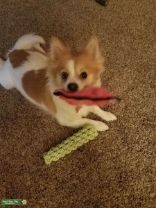 Looking for Stud for PomChi Listing Image