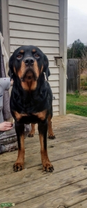 3 year old gorgeous female Rottweiler  Listing Image
