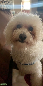 Toy Poodle Listing Image
