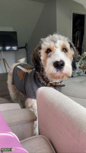 Stud Bernedoodle Looking for Dame Listing Image