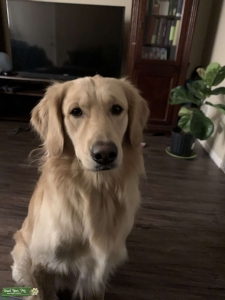 Male Golden Looking to Breed Listing Image
