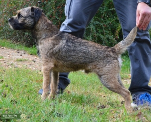 Border Terrier Listing Image