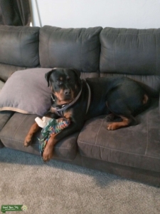German female rottweiler Listing Image