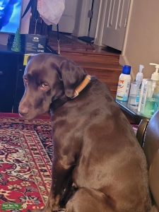 Chocolate brown labrador Listing Image