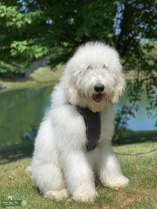 Handsome Stud Goldendoodle Listing Image