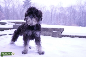 Calm and gentle mini Schnauzer. (not sure how i got so lucky) Listing Image